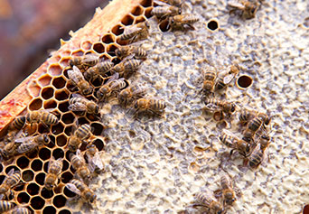 abelhas produzindo mel