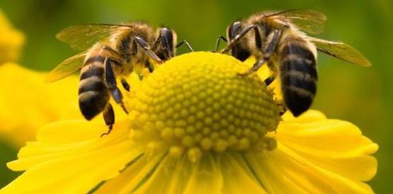 abelha etec