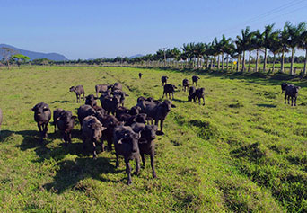 gado passeando pela grama
