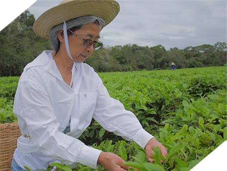 mulher coletando chá em uma plantação