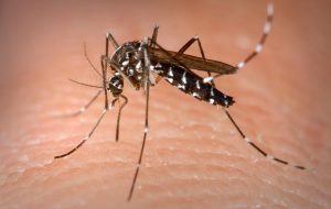 SP Contra o Aedes: Quais cuidados ter com as caixas d´água?