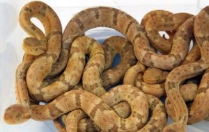 Butantan: veja as serpentes endêmicas que existem em algumas ilhas de SP
