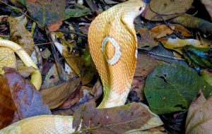 Semana do Meio Ambiente: serpente exótica é novidade no Butantan
