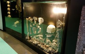 São Paulo tem museu totalmente dedicado à anatomia humana