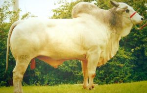 Abertas inscrições para curso de inseminação artificial em bovinos