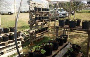 Na Etec de Atibaia, alunos criam plantio de morangos em ambiente protegido