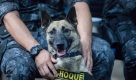 Cães farejadores ajudam na apreensão de 1.700 porções de drogas na Cracolândia
