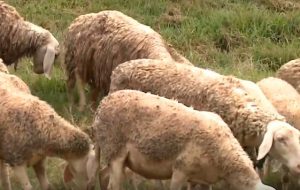 Parceria entre Unesp e startup busca revitalizar ovinocultura em Botucatu