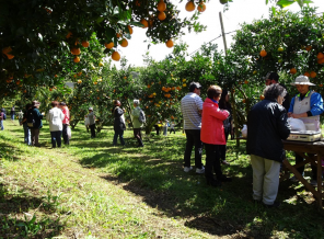 Turismo rural promove a agricultura local em São Miguel Arcanjo