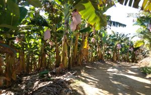 Alunos da Univesp em Peruíbe desenvolvem plataforma que auxilia no cultivo de bananas