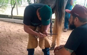 Reeducando da Fundação Casa de Taubaté faz curso de casqueamento de cavalos