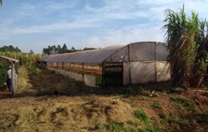 Agro: Governo de SP destina R$ 90 milhões de seguro rural para produtores