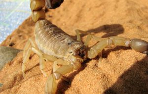 Fapesp: Estudo investiga bloqueio da inflamação induzida por peçonha de escorpião