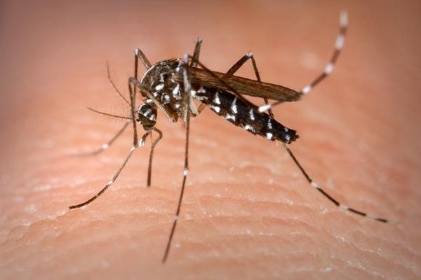 Estudo revela fatores que podem tornar placenta menos capaz de proteger contra zika