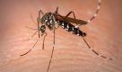 Novas tecnologias serão debatidas na Semana de combate ao Aedes aegypti, em SP
