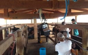 Estado incentiva produção leiteira em propriedades rurais do Pontal do Paranapanema