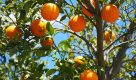 Agro: SP cria comitê de combate ao greening, praga que afeta plantações de laranja