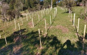 Parque Estadual Carlos Botelho promove replantio de 300 mudas de árvores nativas