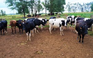 Produção leiteira em assentamentos caminha para recorde de comercialização no PPAIS
