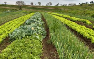 Itesp apoia a produção de alimentos orgânicos na comunidade quilombola Cafundó