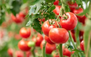 Startup produz em tomate molécula para o tratamento do colesterol ruim