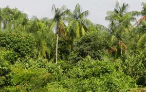Fundação Florestal abre consulta pública sobre PSA da Palmeira Juçara