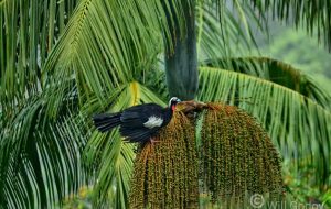 Comunidades tradicionais e quilombolas serão remunerados por cultivo da palmeira-juçara