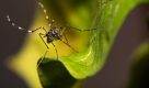Governo de SP avança com operações interestaduais de combate à dengue
