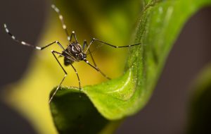 Dengue: campanha de SP mobiliza a população contra criadouros do mosquito em casa