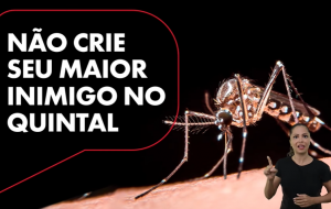 Campanha em SP alerta contra mosquito da dengue: ‘qual o animal mais perigoso do mundo?