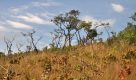 Estudo pioneiro no Cerrado paulista quantifica carbono no solo favorecendo conservação