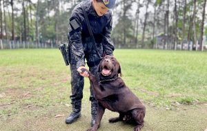 Cães policiais se destacam pelo desempenho e grandes apreensões em atividades de busca