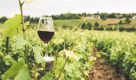 Plantação de uva para produção de vinhos em SP aumenta 8 vezes em 2023