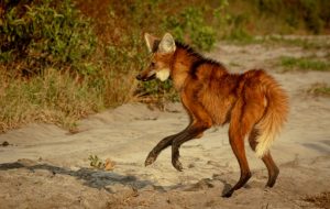 Fundação Florestal captura e trata lobos-guarás ameaçados por surto de sarna