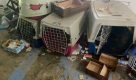 Polícia de SP resgata cinco cachorros e prende homem por maus-tratos em Campinas