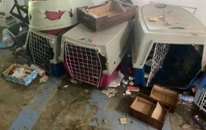 Polícia de SP resgata cinco cachorros e prende homem por maus-tratos em Campinas