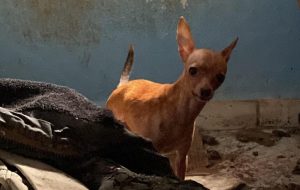 Polícia Civil resgata cães e aves vítimas de maus-tratos no Capão Redondo