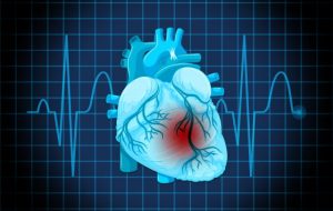 Molécula testada na USP se mostra capaz de amenizar a insuficiência cardíaca