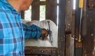Febre Aftosa: criadores de gado tem até a quinta-feira (30) para concluir vacinação