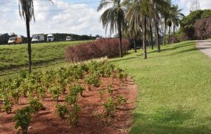 Governo de SP investe R$ 4,5 milhões em paisagismo em trecho às margens do Tietê