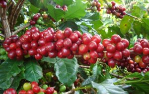 Café é experiência afetiva para o consumidor, mostra pesquisa do Instituto Agronômico