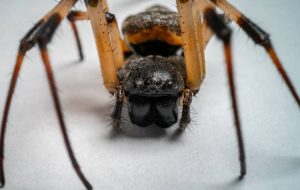 Butantan: molécula de aranhas pode ser usada para fazer inseticidas contra o Aedes