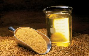 Fapesp: estudos com óleo de soja podem gerar produto para amenizar efeitos da menopausa