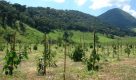 SP estuda nova metodologia para crescimento de árvores nativas e restauração florestal