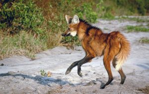 Meio ambiente: lobos-guará são monitorados e recebem tratamento em áreas protegidas