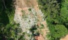 Governo de SP conclui primeira etapa da recuperação florestal em São Sebastião