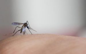Estudo mapeia padrões para incidência de zika e chikungunya no Brasil