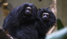 Dia do Mico-Leão-Preto: fêmea de espécie ameaçada de extinção aguarda dois filhotes
