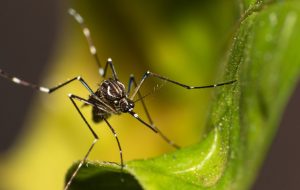 Governo de SP convoca os 645 municípios para “Dia D” no combate à dengue