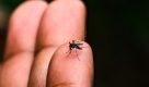 Butantan aponta cuidados essenciais em caso de suspeita de dengue